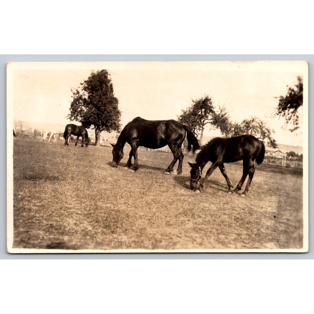 Vintage RPPC Real Photo Postcard Black Horses Grazing Farm Pasture Countryside